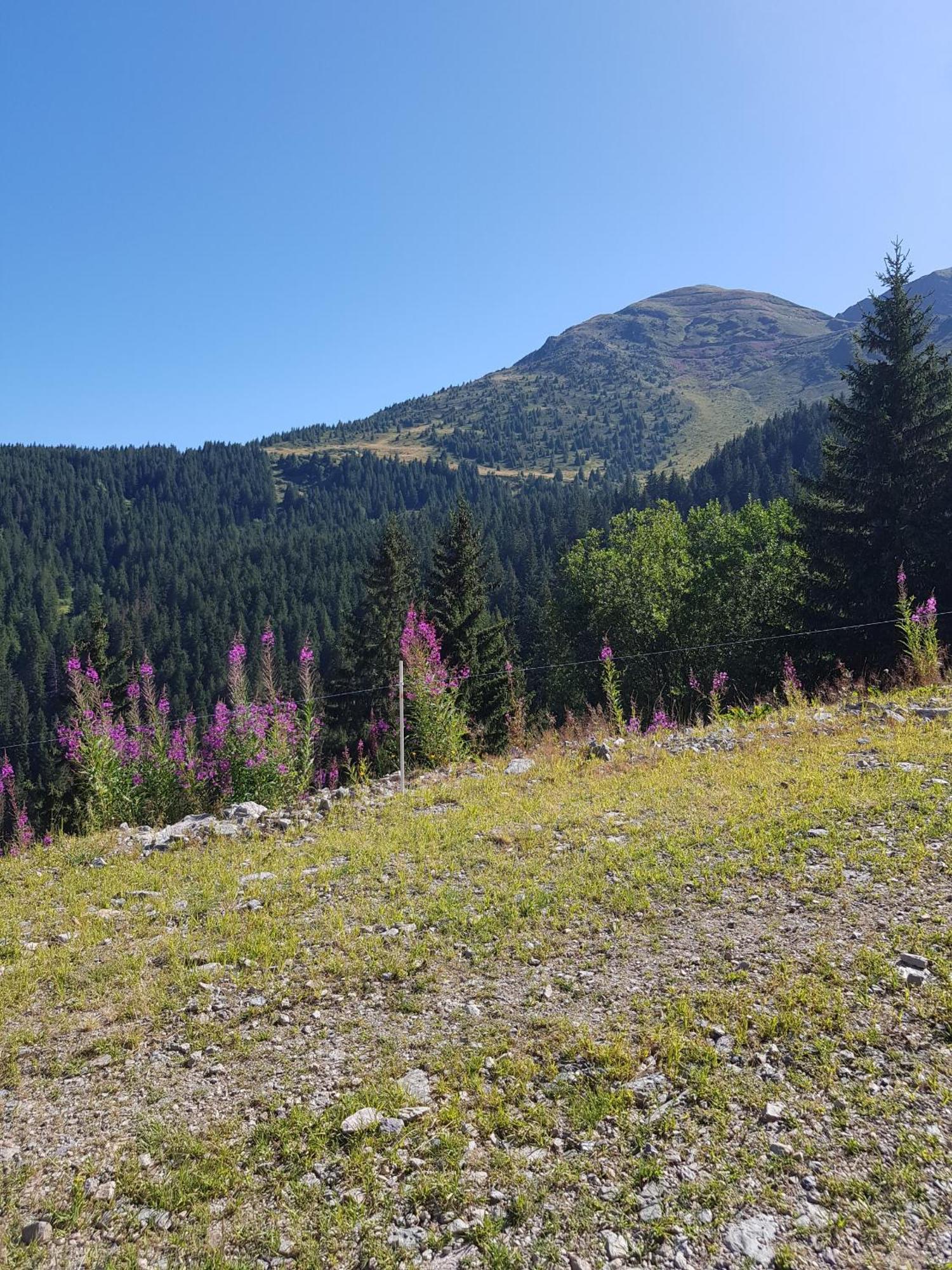 les 7laux immobilier chalet E Prapoutel Extérieur photo
